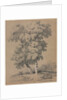 Tree Study, 19th century by Jules Coignet