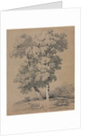 Tree Study, 19th century by Jules Coignet