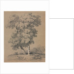 Tree Study, 19th century by Jules Coignet