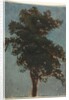 Tree Study, second third 1800s by Alexandre Calame (attributed to)