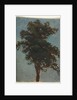 Tree Study, second third 1800s by Alexandre Calame (attributed to)