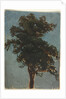 Tree Study, second third 1800s by Alexandre Calame (attributed to)
