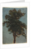 Tree Study, second third 1800s by Alexandre Calame (attributed to)