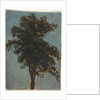 Tree Study, second third 1800s by Alexandre Calame (attributed to)