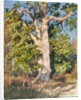 Tree Study by Rosa Bonheur