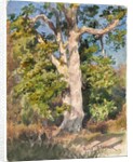 Tree Study by Rosa Bonheur