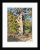 Tree Study by Rosa Bonheur