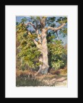 Tree Study by Rosa Bonheur