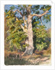 Tree Study by Rosa Bonheur