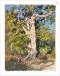 Tree Study by Rosa Bonheur