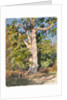 Tree Study by Rosa Bonheur