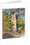 Tree Study by Rosa Bonheur