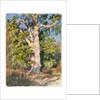 Tree Study by Rosa Bonheur