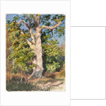 Tree Study by Rosa Bonheur