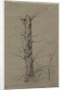 Tree, c. 1835-45 by Ludwig Ferdinand Schnorr von Carolsfeld