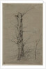 Tree, c. 1835-45 by Ludwig Ferdinand Schnorr von Carolsfeld