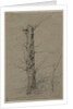 Tree, c. 1835-45 by Ludwig Ferdinand Schnorr von Carolsfeld