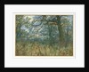 Trees and Undergrowth, 1885 by Garden William Fraser