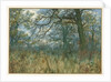 Trees and Undergrowth, 1885 by Garden William Fraser