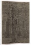 Trees by Leopold Bode