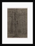 Trees by Leopold Bode