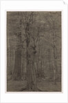 Trees by Leopold Bode