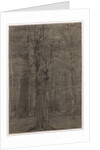Trees by Leopold Bode