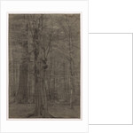 Trees by Leopold Bode