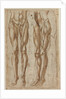 Two Studies of a Flayed Man, 1554 by Bartolommeo da Arezzo