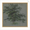 Two Trees Tree Studies, first half 1800s by Johann Jacob Dorner