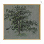 Two Trees Tree Studies, first half 1800s by Johann Jacob Dorner