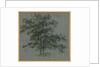Two Trees Tree Studies, first half 1800s by Johann Jacob Dorner
