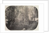 Untitled, c. 1910 by Unidentified Photographer