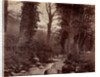 Untitled, c. 1859 by John Lloyd