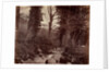 Untitled, c. 1859 by John Lloyd