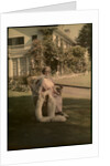 Untitled, c. 1915 by Unidentified Photographer
