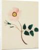 Wild Rose by Mary Altha Nims