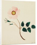 Wild Rose by Mary Altha Nims
