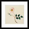 Wild Rose by Mary Altha Nims