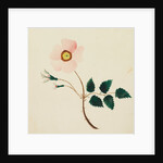 Wild Rose by Mary Altha Nims