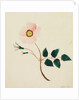 Wild Rose by Mary Altha Nims