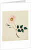 Wild Rose by Mary Altha Nims