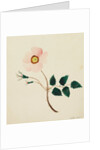 Wild Rose by Mary Altha Nims