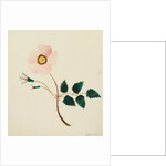 Wild Rose by Mary Altha Nims