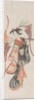 Wisteria Maiden, 17th century by Unknown