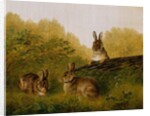 Rabbits on a Log, 1897 by Arthur Fitzwilliam Tait