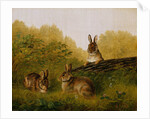 Rabbits on a Log, 1897 by Arthur Fitzwilliam Tait