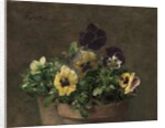 Potted Pansies, 1883 by Henri Fantin-Latour