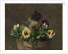 Potted Pansies, 1883 by Henri Fantin-Latour