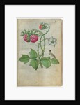 Book of Flower Studies, ca. 1510-1515 by Master of Claude de France